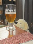 Goldie drinking a beer